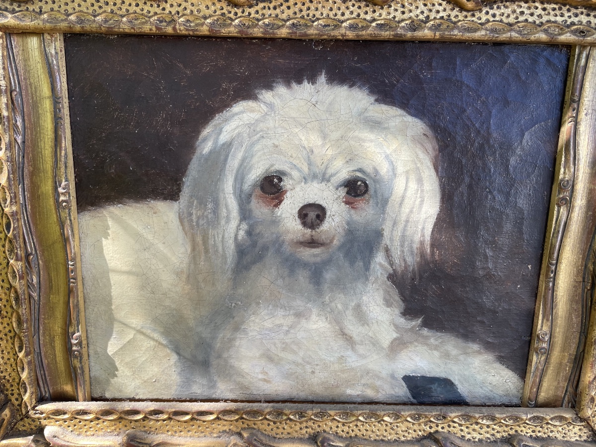 Le petit chien bichon -photo-3