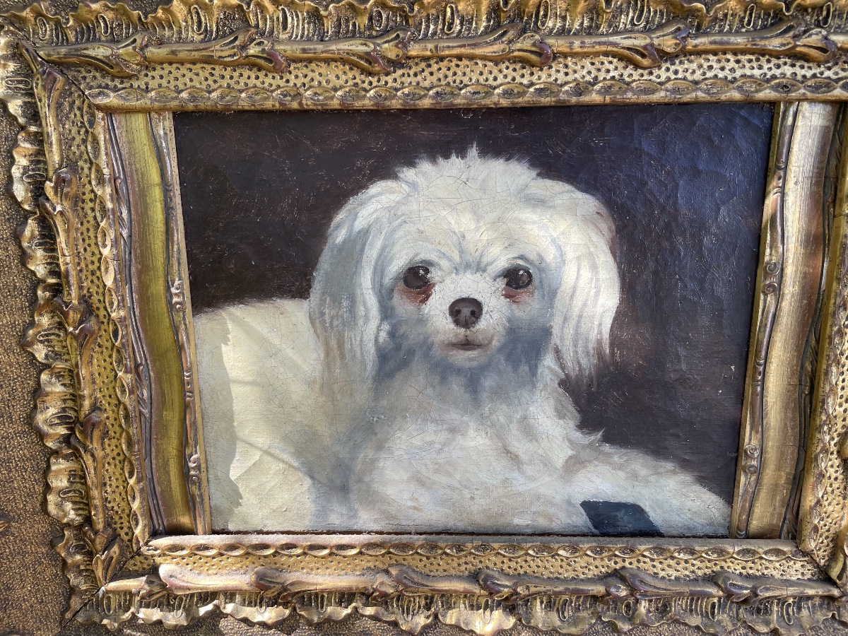 Le petit chien bichon -photo-4