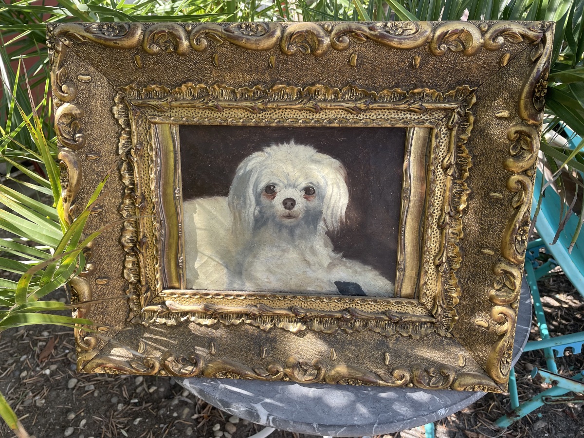 Le petit chien bichon -photo-5