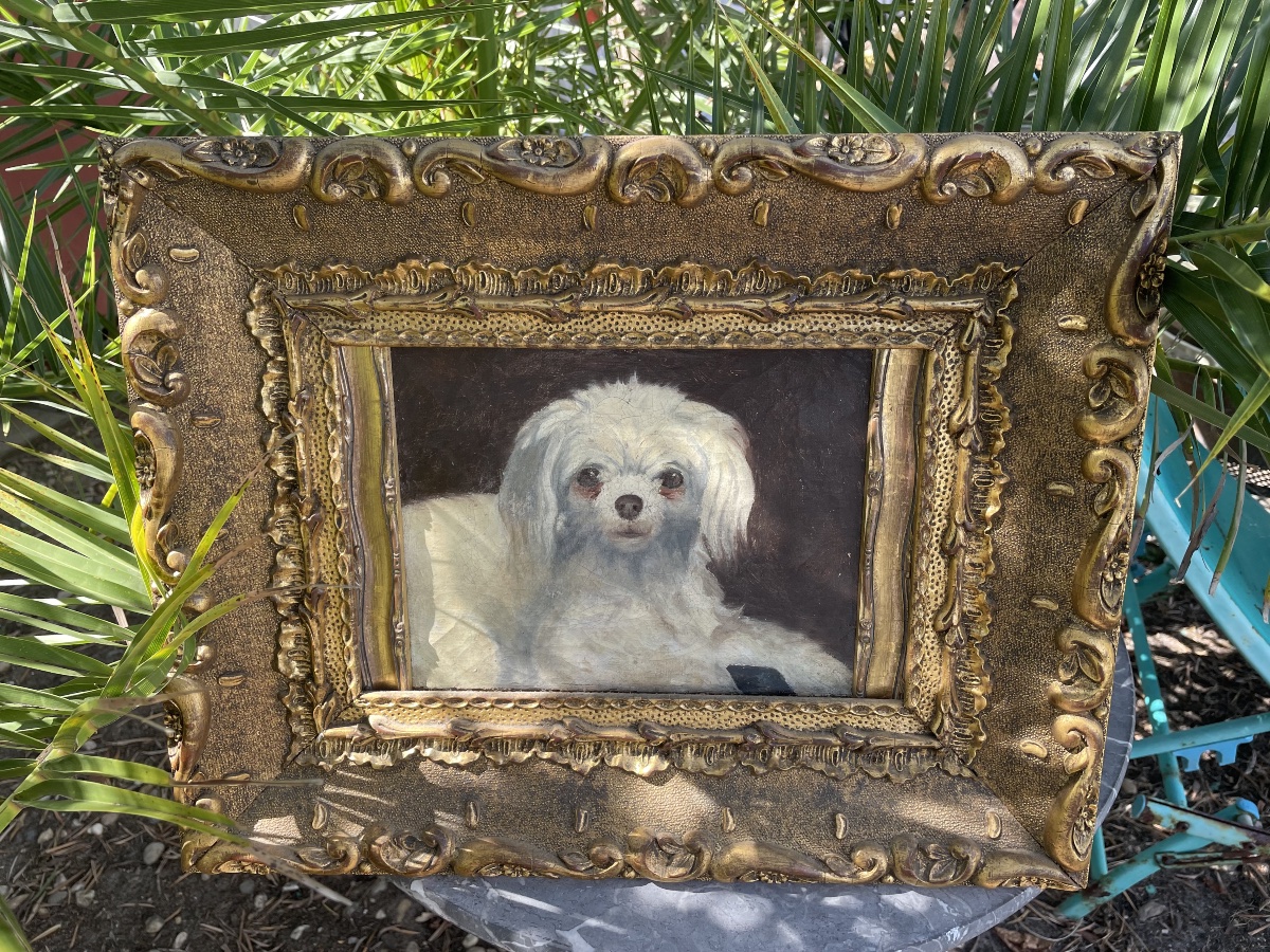 Le petit chien bichon -photo-8