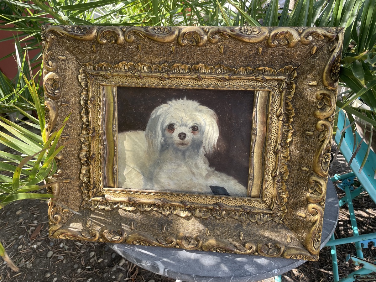 Le petit chien bichon 