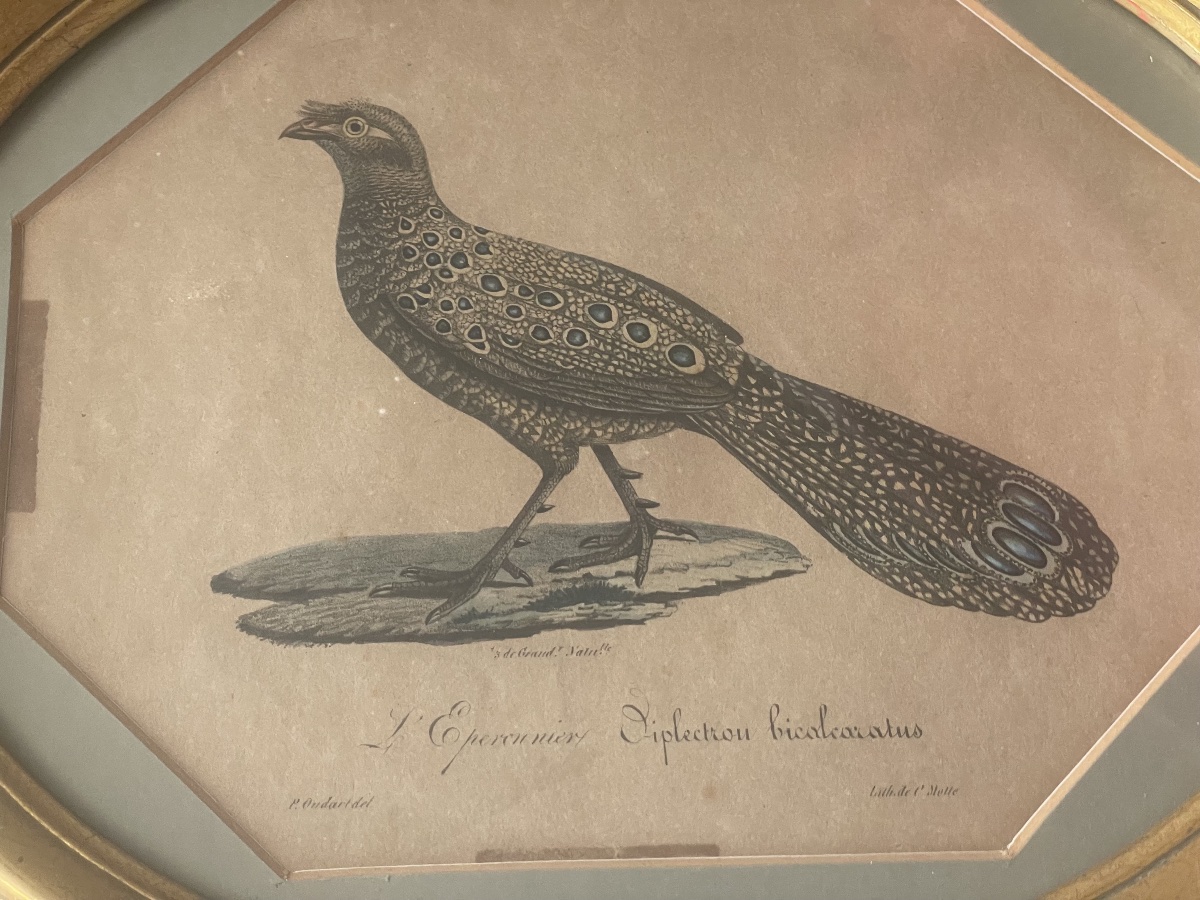 18th-century Engraving: A Sparrowhawk -photo-4