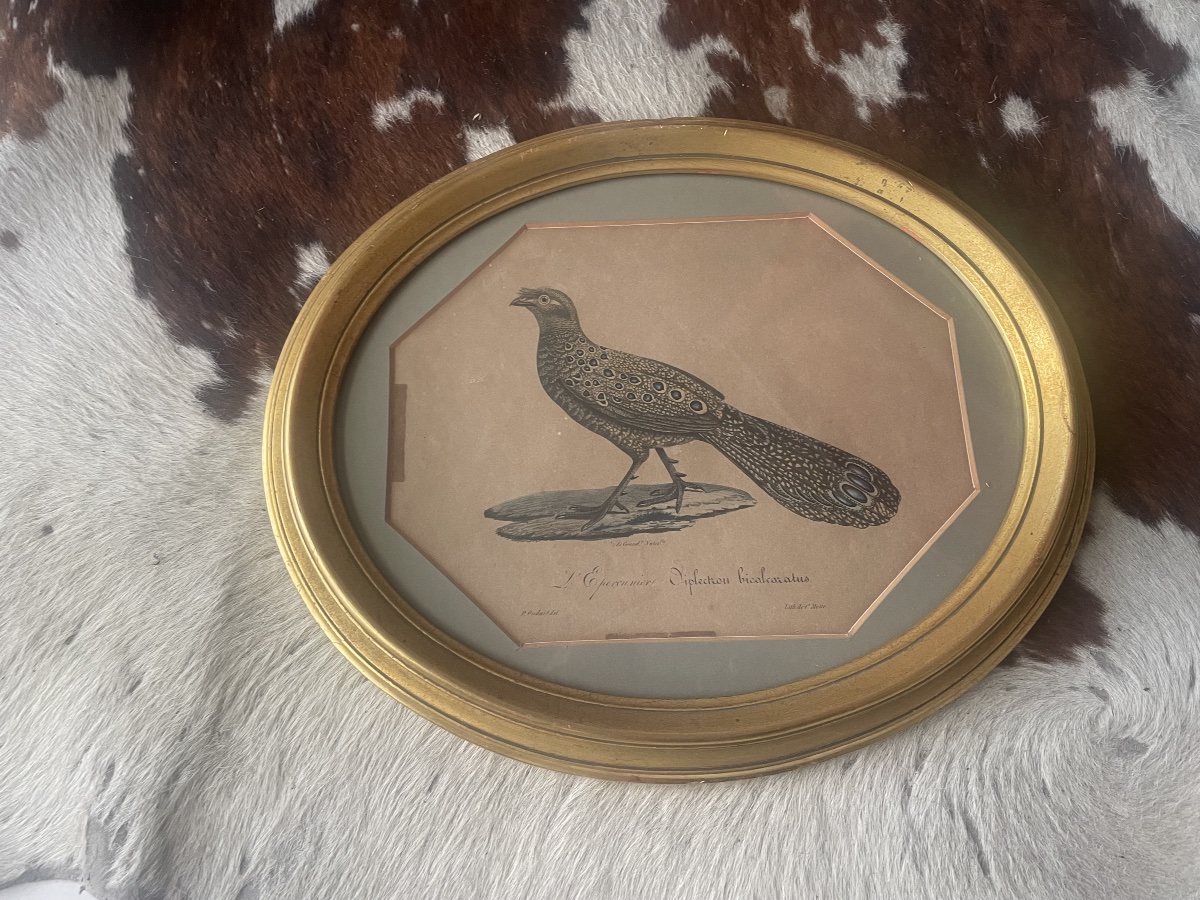 18th-century Engraving: A Sparrowhawk -photo-1