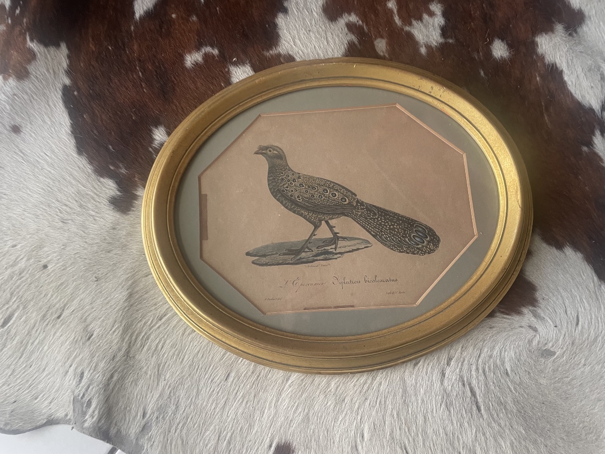 18th-century Engraving: A Sparrowhawk -photo-4