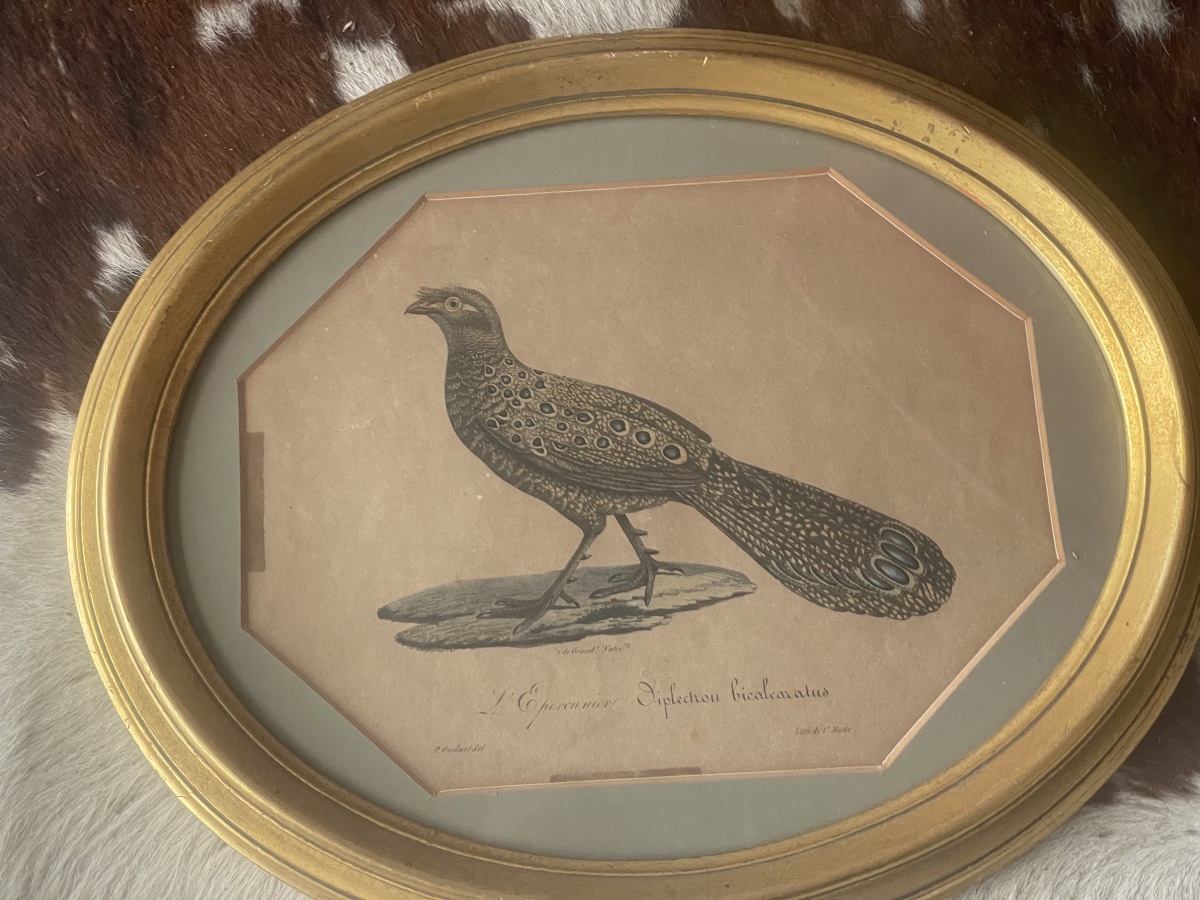 18th-century Engraving: A Sparrowhawk -photo-5