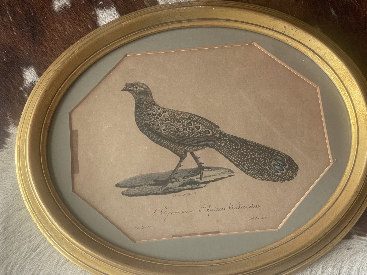 18th-century Engraving: A Sparrowhawk -photo-6