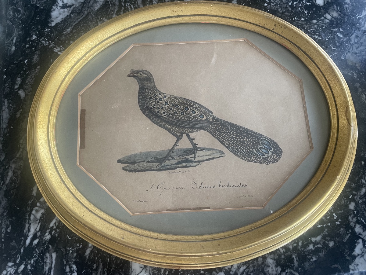 18th-century Engraving: A Sparrowhawk -photo-7