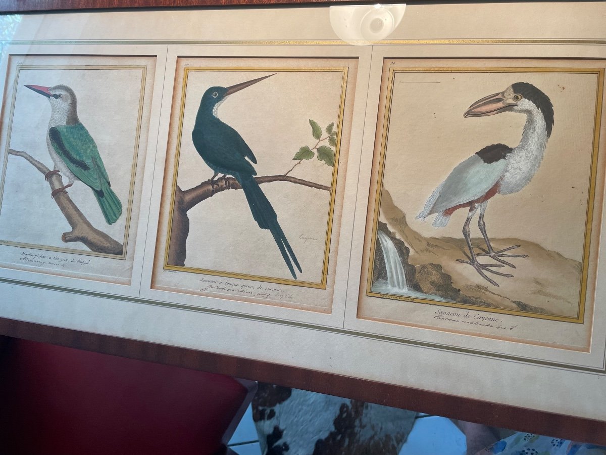 Martinet Exotic Bird Triptych-photo-1