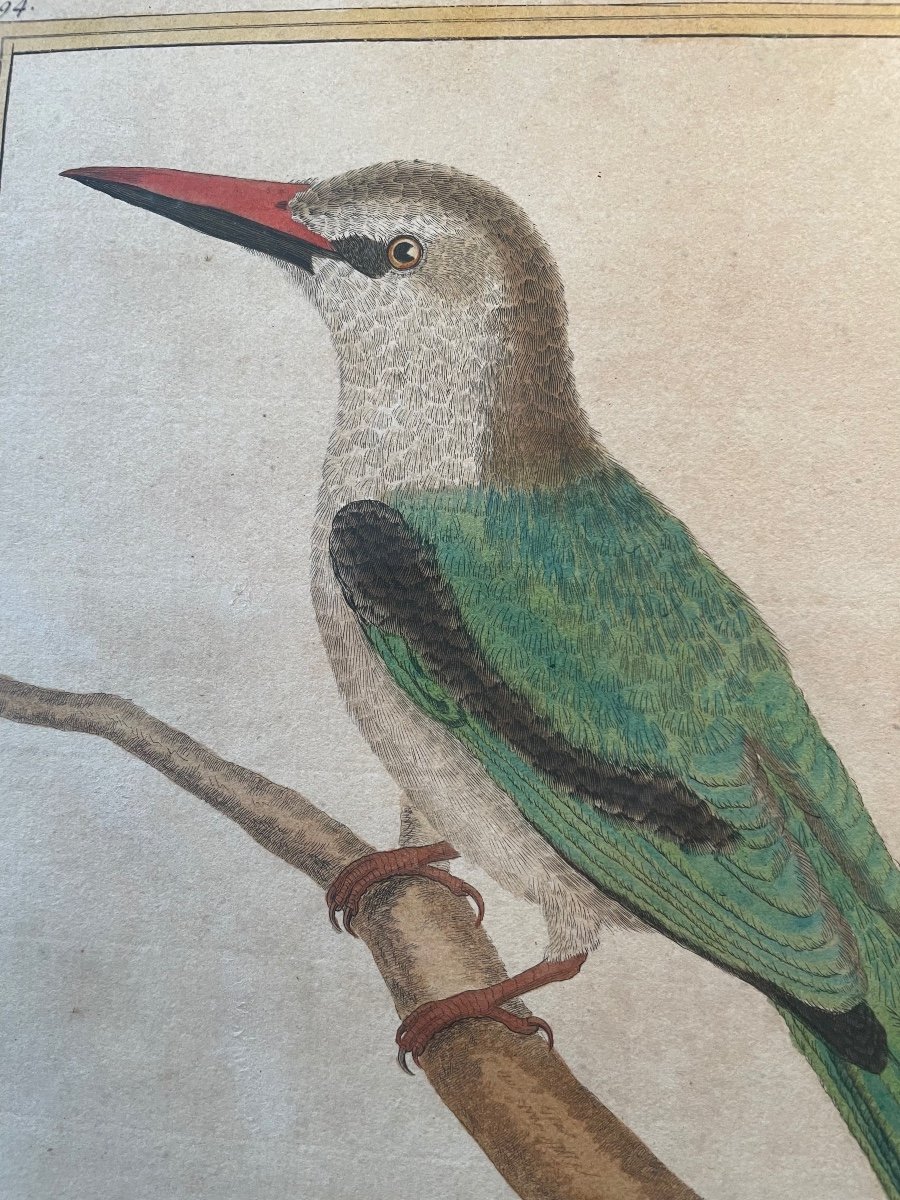 Martinet Exotic Bird Triptych