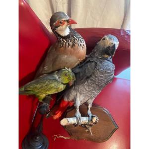 Naturalized Partridge, Gabonese, And Parakeet 