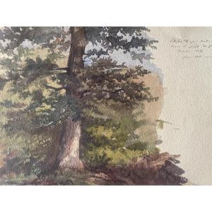 Le chêne : aquarelle 
