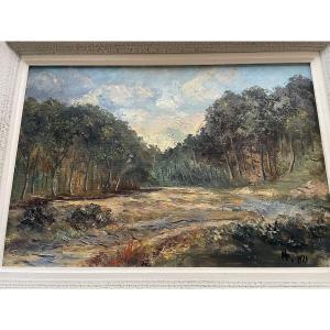 Paysage Forêt de pins