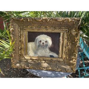 Le petit chien bichon
