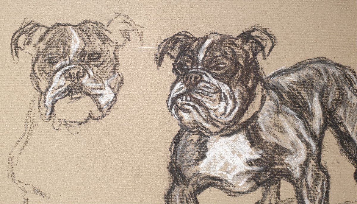 Dessin De Bouledogue - Henry-Claudius Forestier (1874 -1922)-photo-3