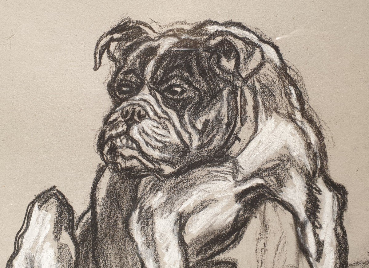 Dessin De Bouledogue - Henry-claudius Forestier (1874 -1922)-photo-3