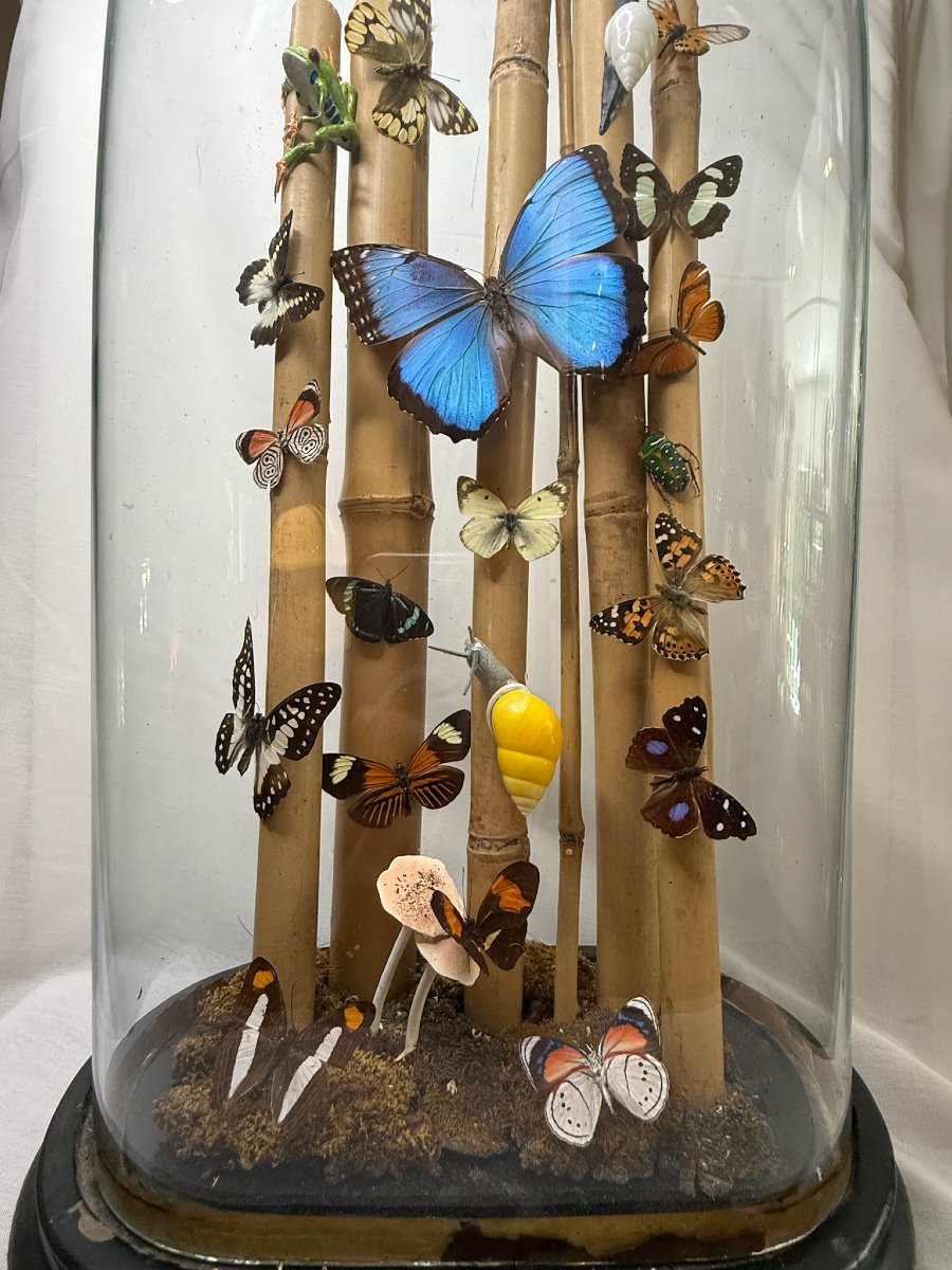 Butterflies Under A Globe-photo-3