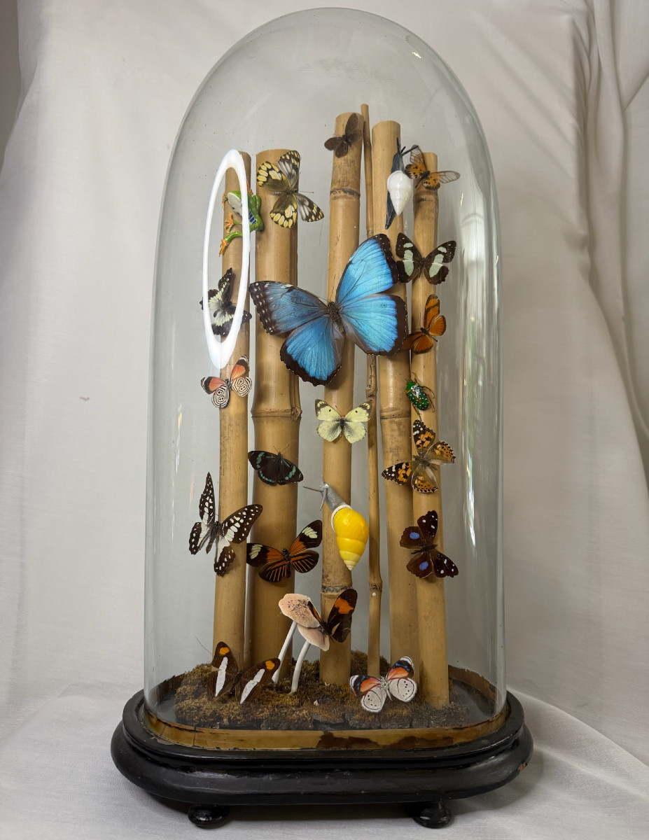 Butterflies Under A Globe