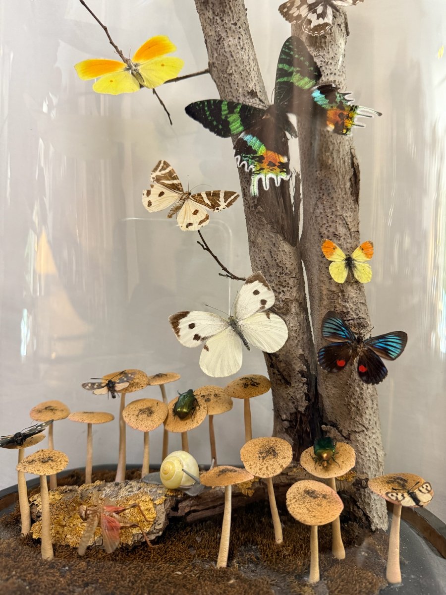 Papillons sous globe-photo-3