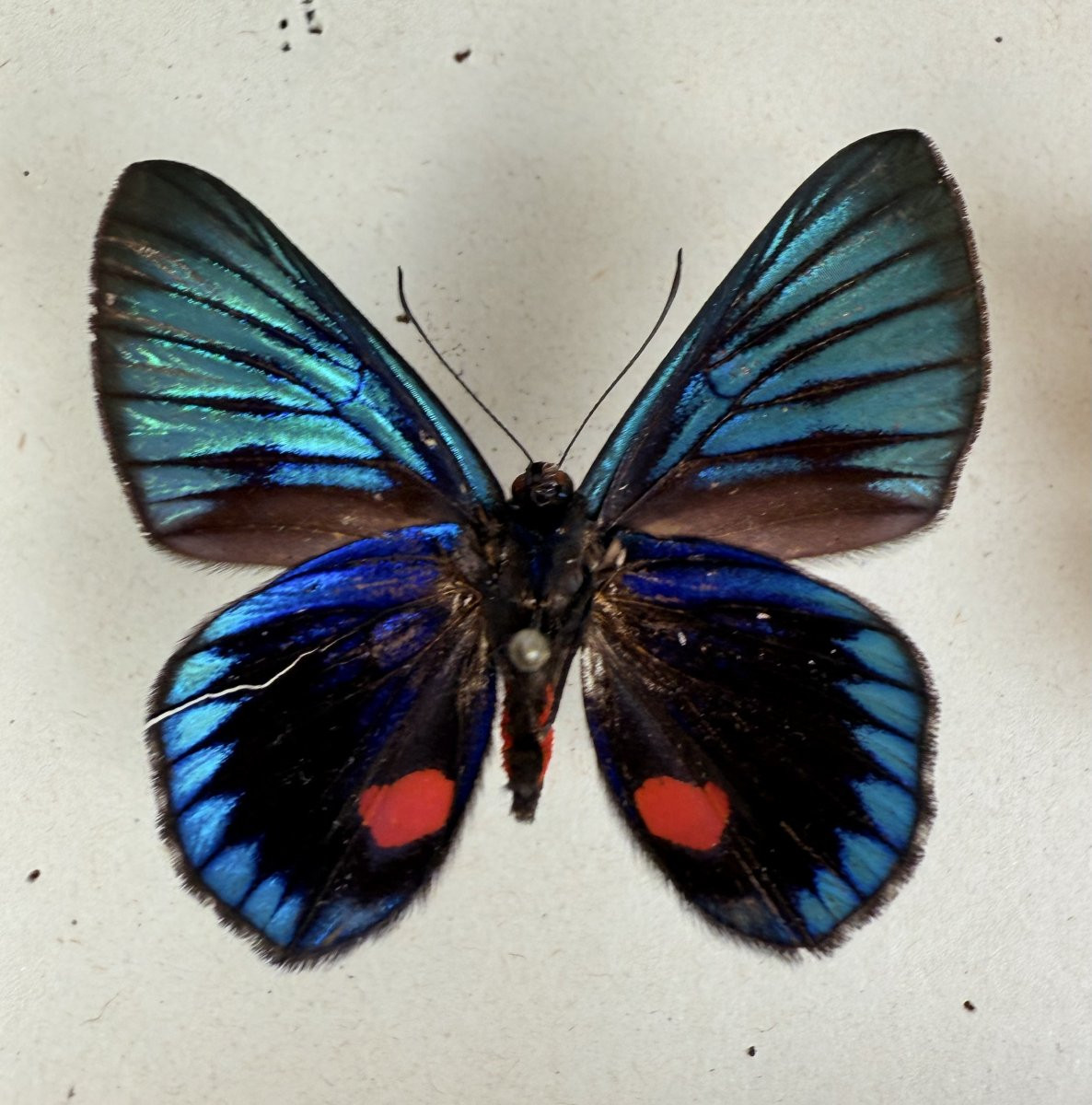 Suite de neuf boîtes à papillon naturalisés au XXe siècle-photo-2