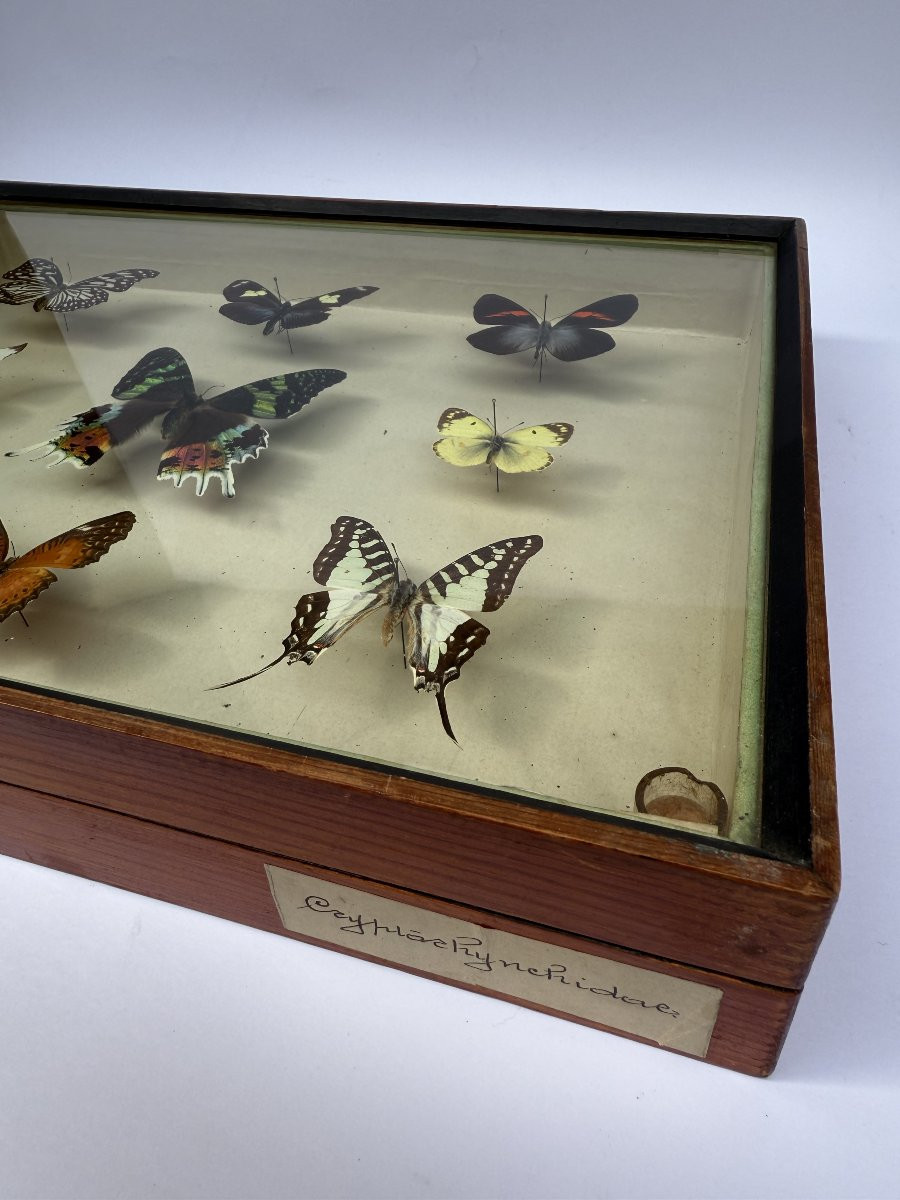 Suite de neuf boîtes à papillon naturalisés au XXe siècle-photo-3