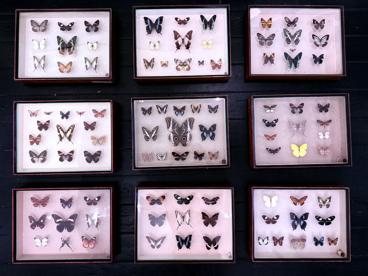 Suite de neuf boîtes à papillon naturalisés au XXe siècle-photo-4