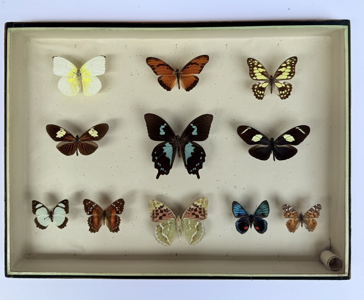 Suite de neuf boîtes à papillon naturalisés au XXe siècle-photo-1