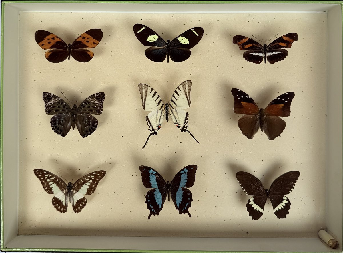 Suite de neuf boîtes à papillon naturalisés au XXe siècle-photo-2