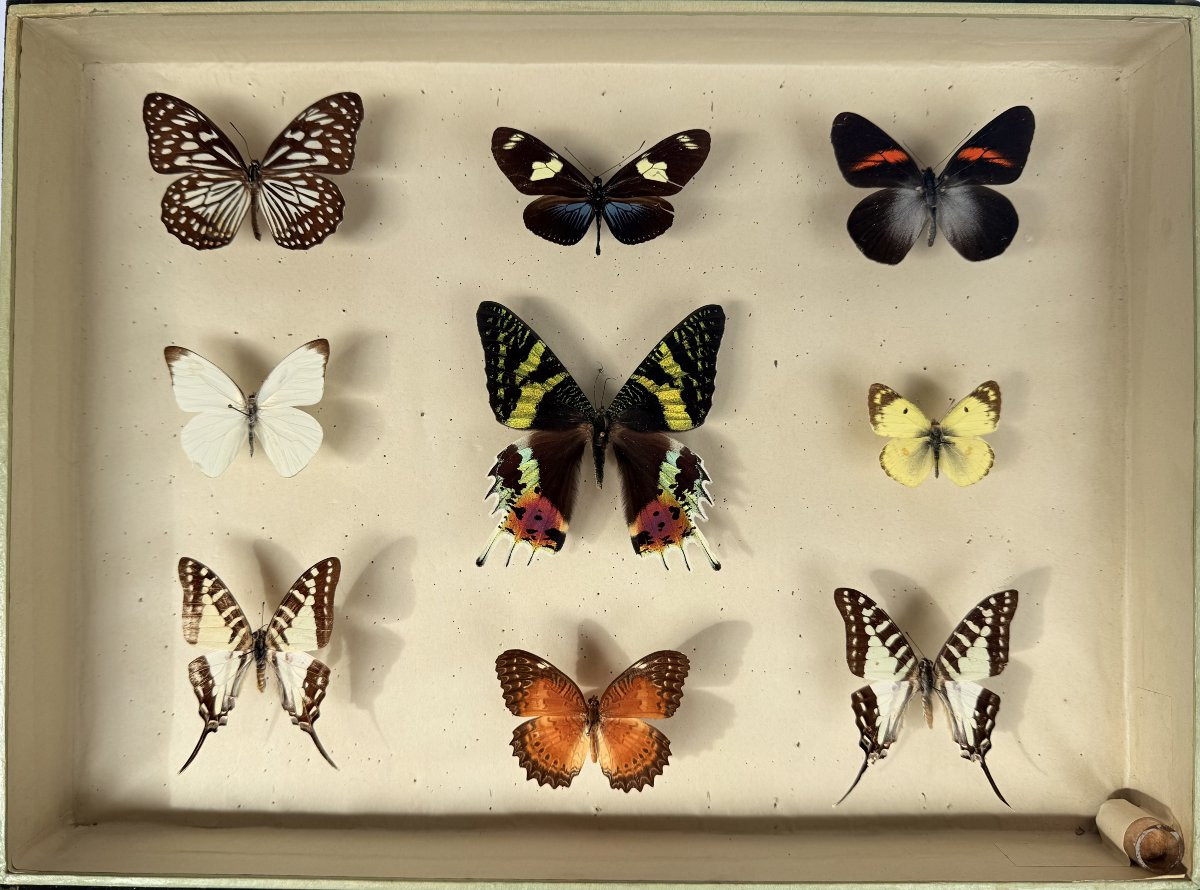 Suite de neuf boîtes à papillon naturalisés au XXe siècle-photo-3