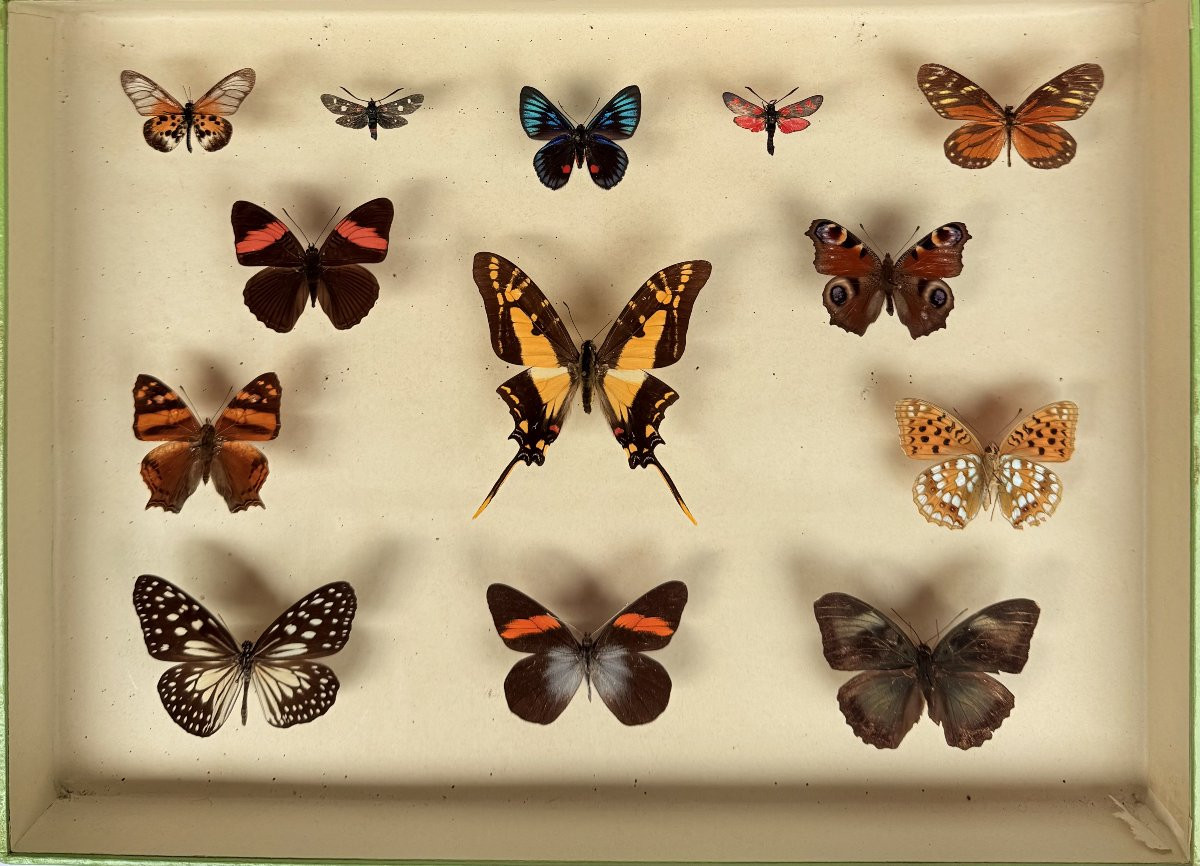 Suite de neuf boîtes à papillon naturalisés au XXe siècle-photo-4