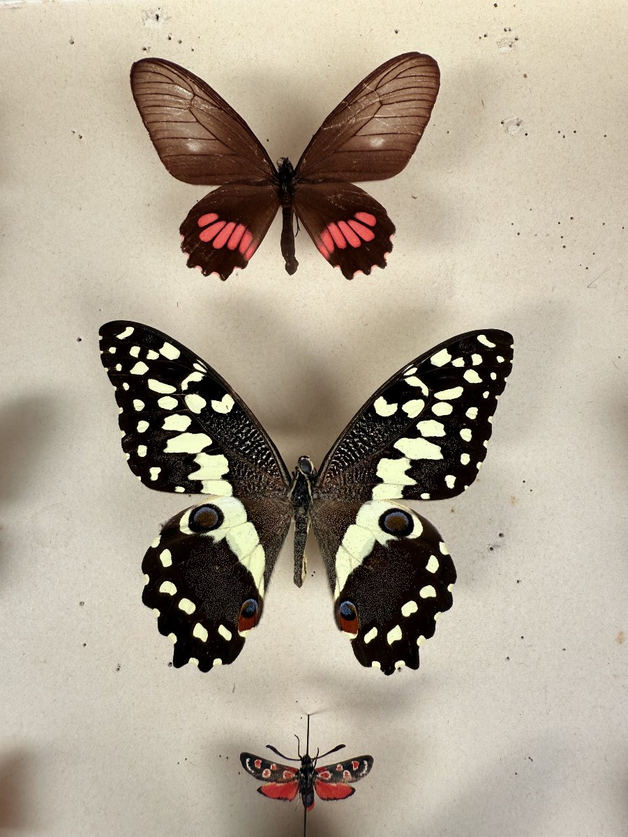 Suite de neuf boîtes à papillon naturalisés au XXe siècle-photo-8
