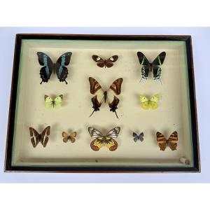 Suite de neuf boîtes à papillon naturalisés au XXe siècle
