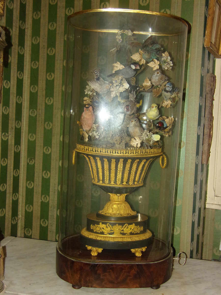 Grande composition musicale sous globe, oiseaux naturalisés époque 19ème.-photo-2