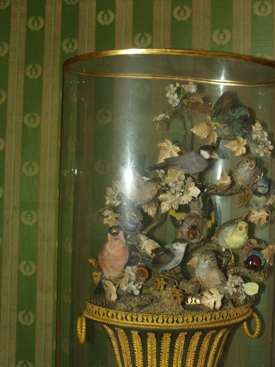 Grande composition musicale sous globe, oiseaux naturalisés époque 19ème.-photo-1