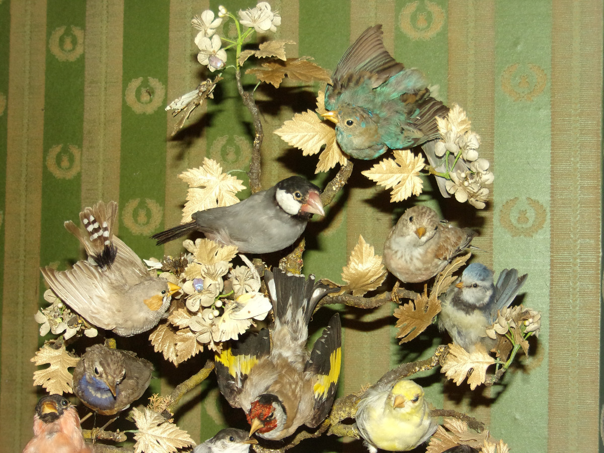 Grande composition musicale sous globe, oiseaux naturalisés époque 19ème.-photo-2