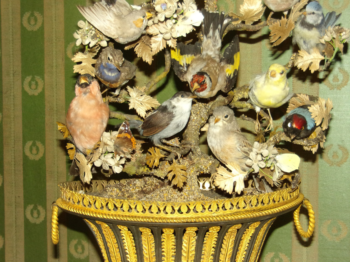 Grande composition musicale sous globe, oiseaux naturalisés époque 19ème.-photo-3