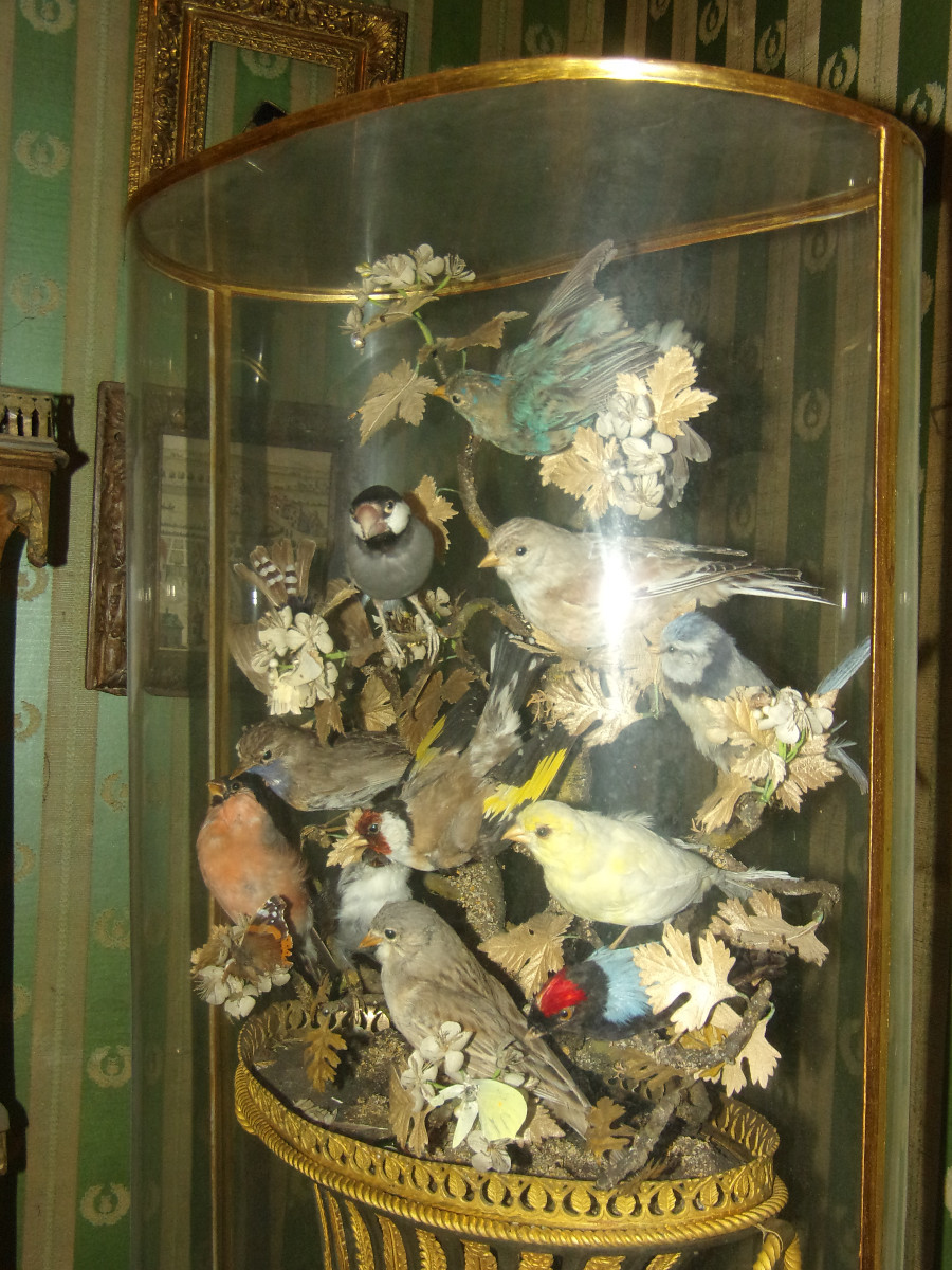 Grande composition musicale sous globe, oiseaux naturalisés époque 19ème.
