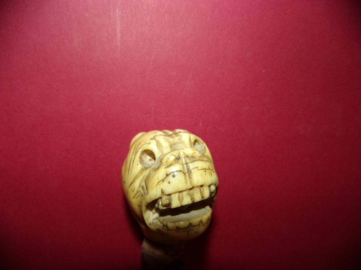 Canne de marche, pommeau sculpté tête de dogue, époque 19ème.-photo-2