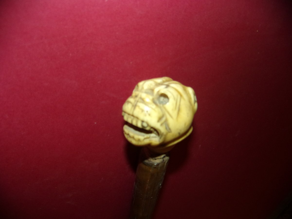 Canne de marche, pommeau sculpté tête de dogue, époque 19ème.-photo-3