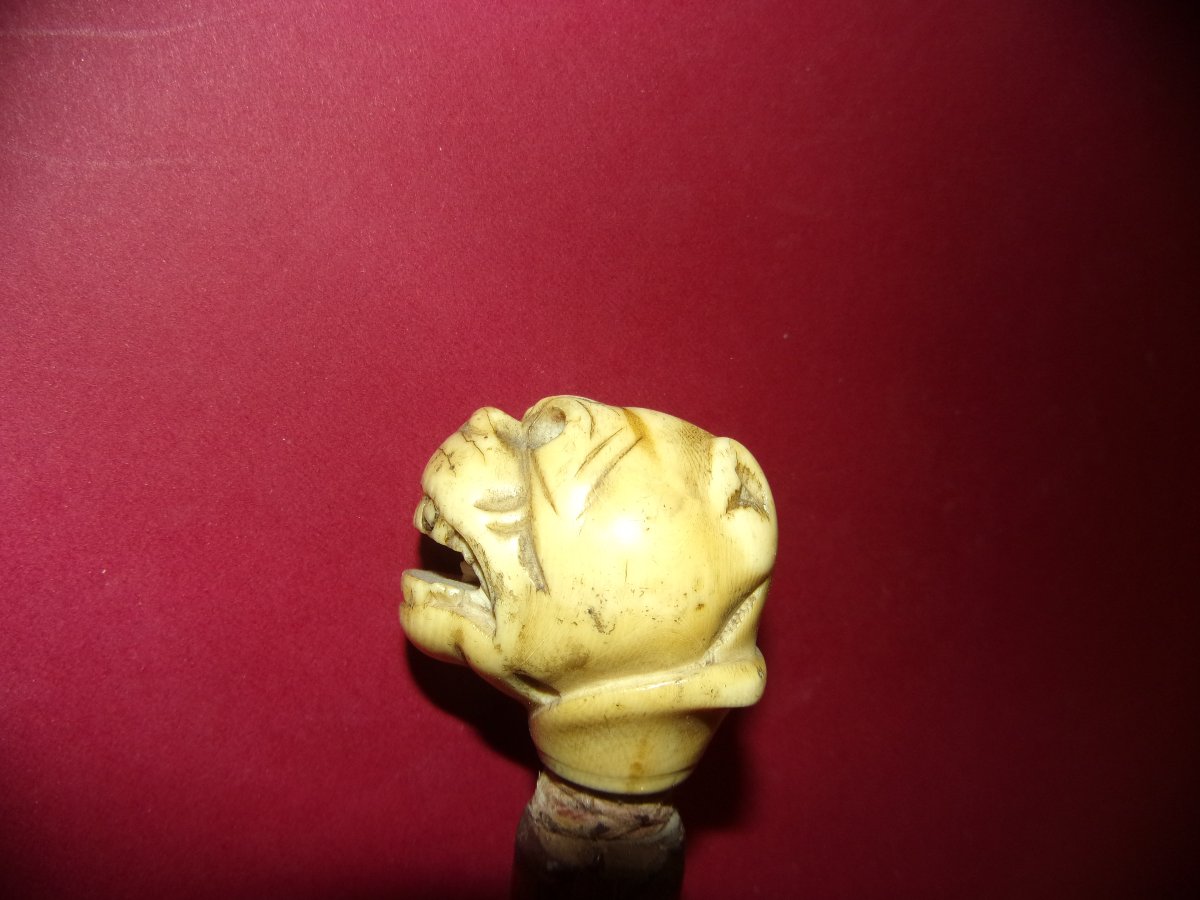 Canne de marche, pommeau sculpté tête de dogue, époque 19ème.