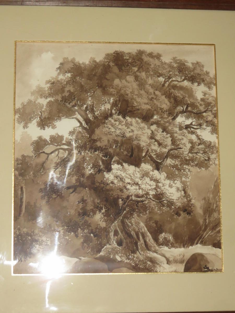 An Oak At The Sepia Wash, Early 19th Century.-photo-2