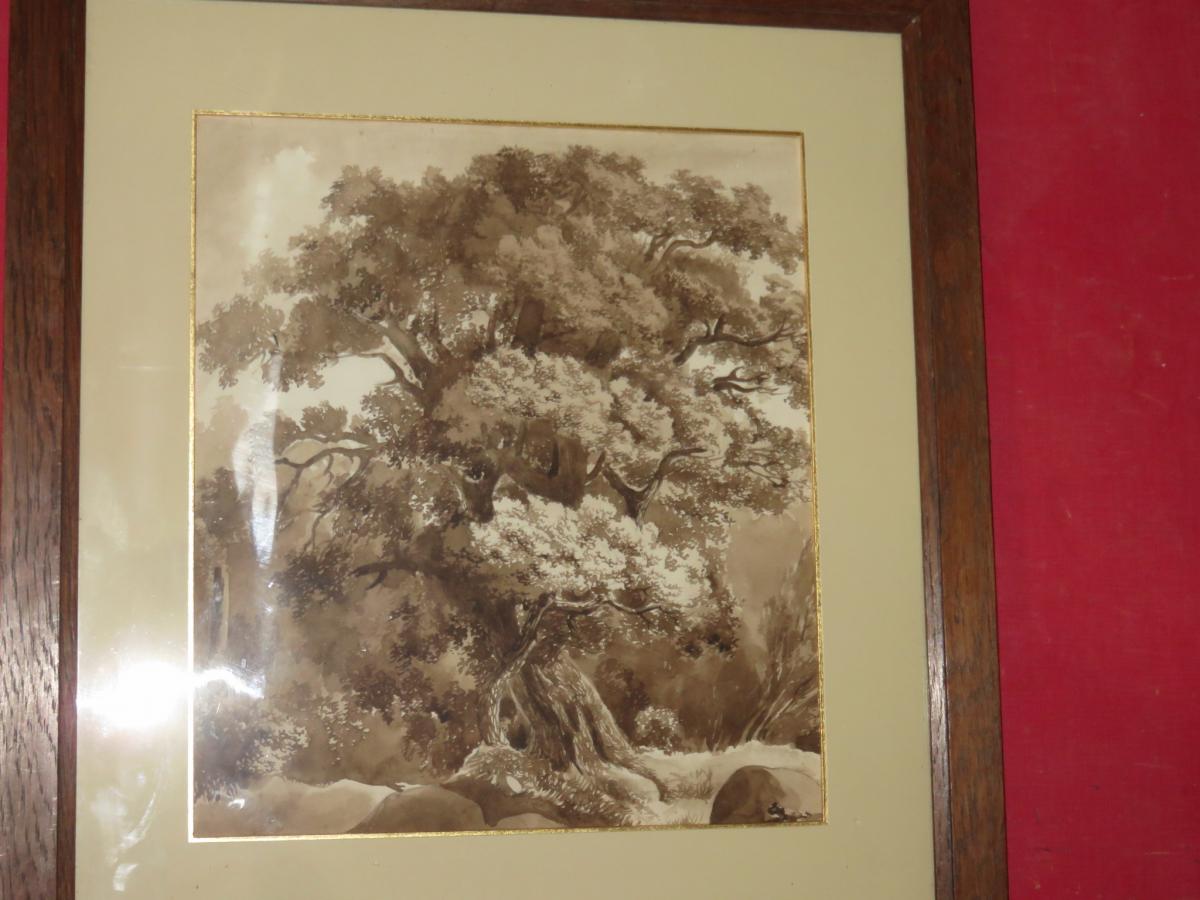 An Oak At The Sepia Wash, Early 19th Century.-photo-3