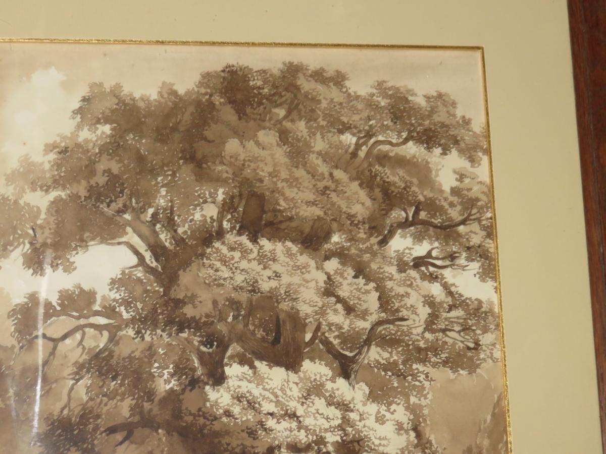 An Oak At The Sepia Wash, Early 19th Century.-photo-4