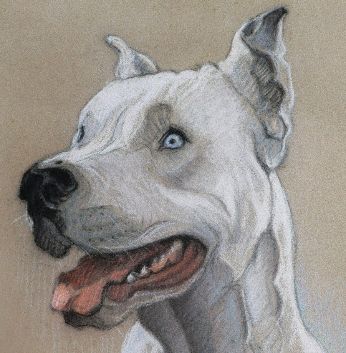 École FRANÇAISE circa 1930, Portrait de dogue argentin aux yeux bleus-photo-2