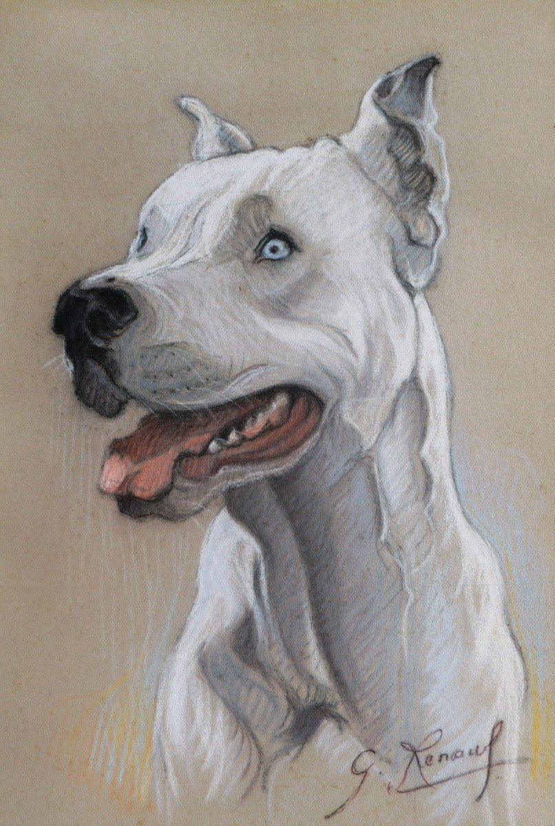 École FRANÇAISE circa 1930, Portrait de dogue argentin aux yeux bleus
