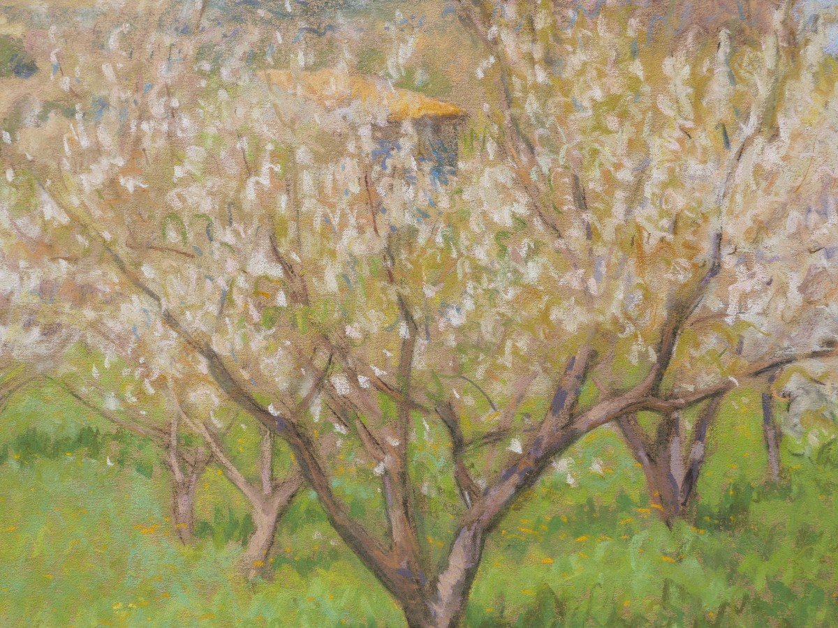 Marcel POGGIOLI, Cerisiers en fleurs en Provence-photo-2