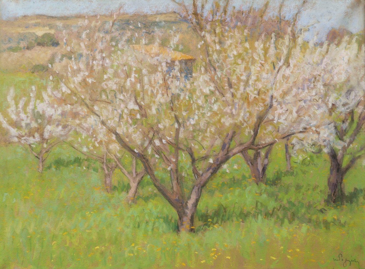 Marcel POGGIOLI, Cerisiers en fleurs en Provence