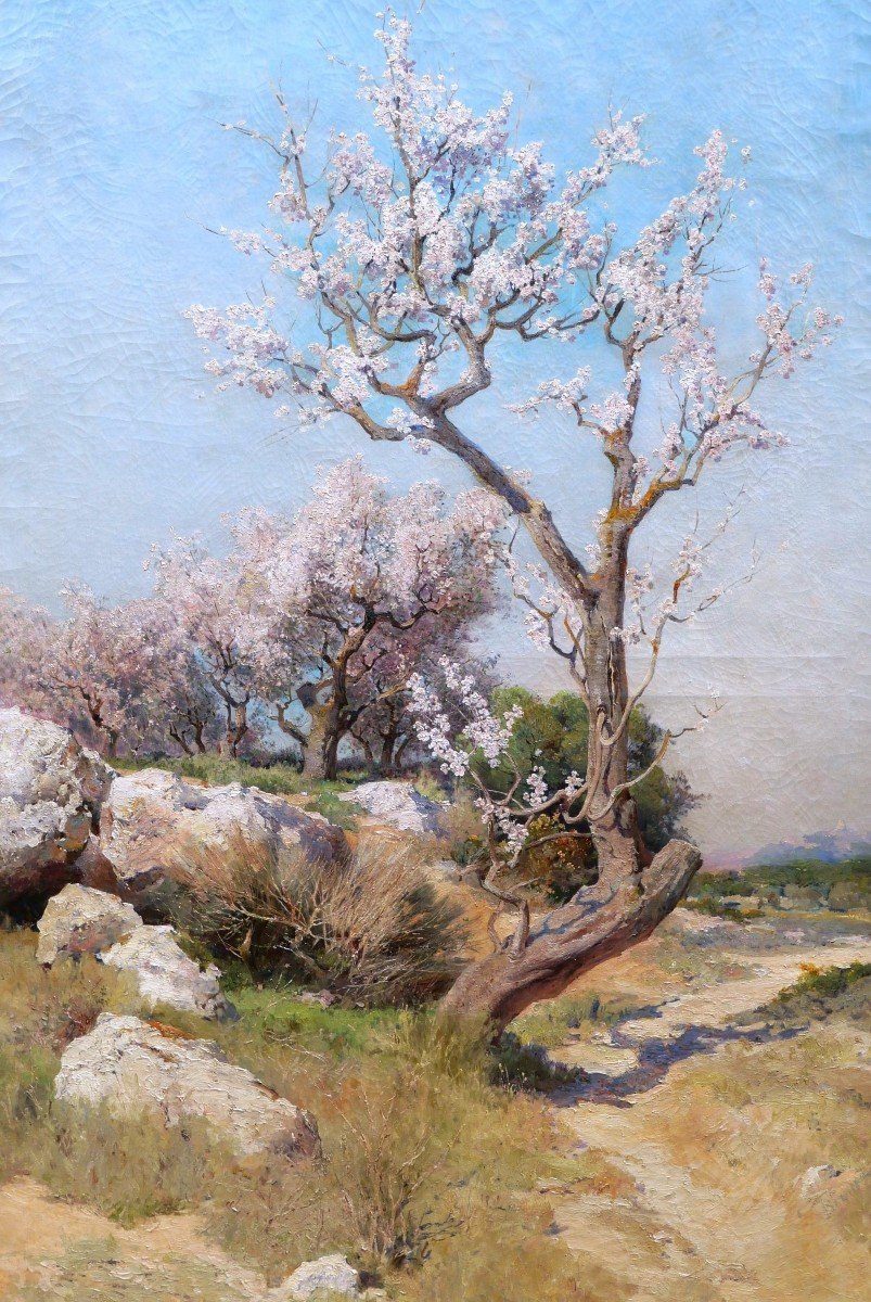 Théophile Henri Décanis, Almond Trees In Bloom, Provence (very Large Format)