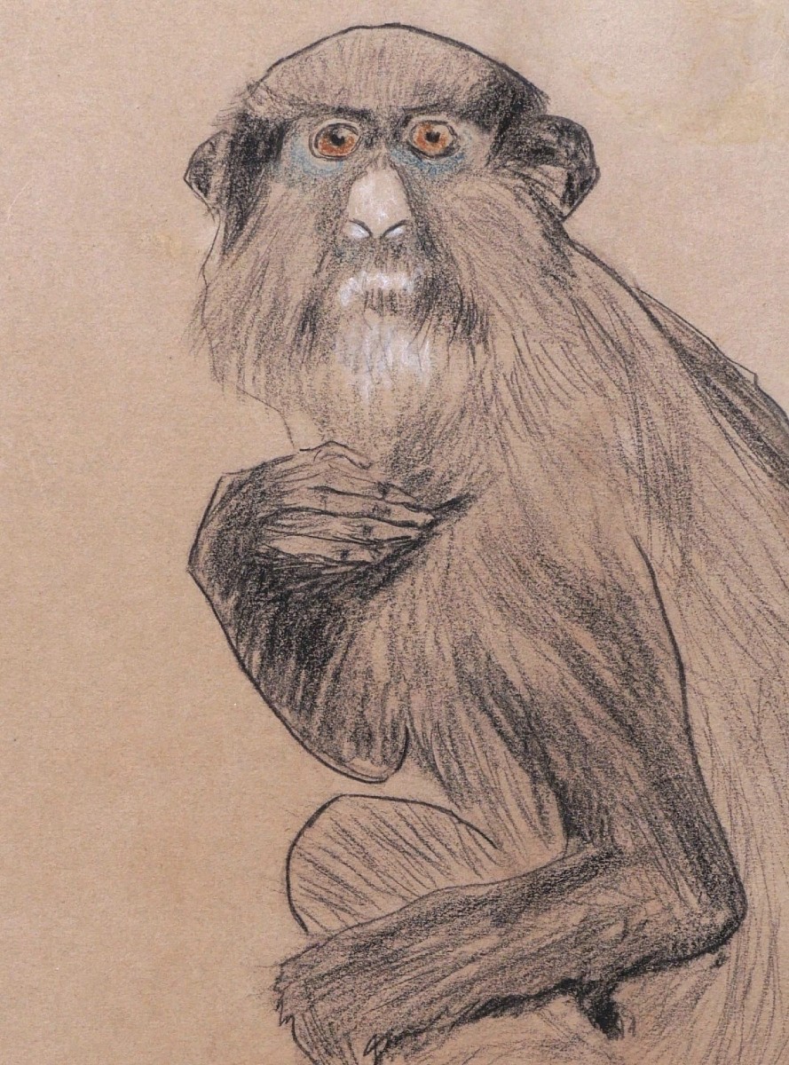 École FRANÇAISE circa 1900 - 1920, Singe bleu (Cercopithecus mitis)-photo-2