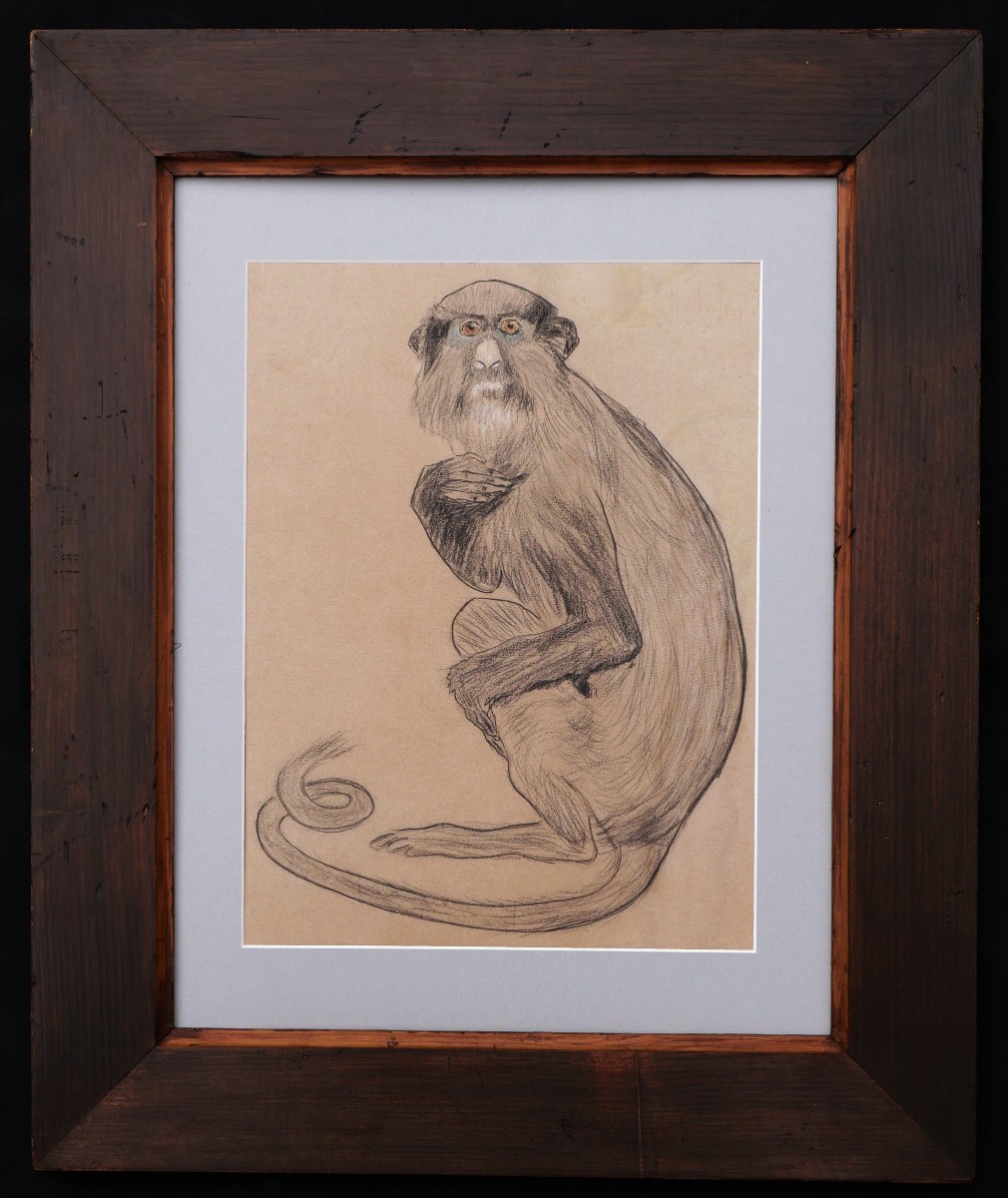 École FRANÇAISE circa 1900 - 1920, Singe bleu (Cercopithecus mitis)-photo-3