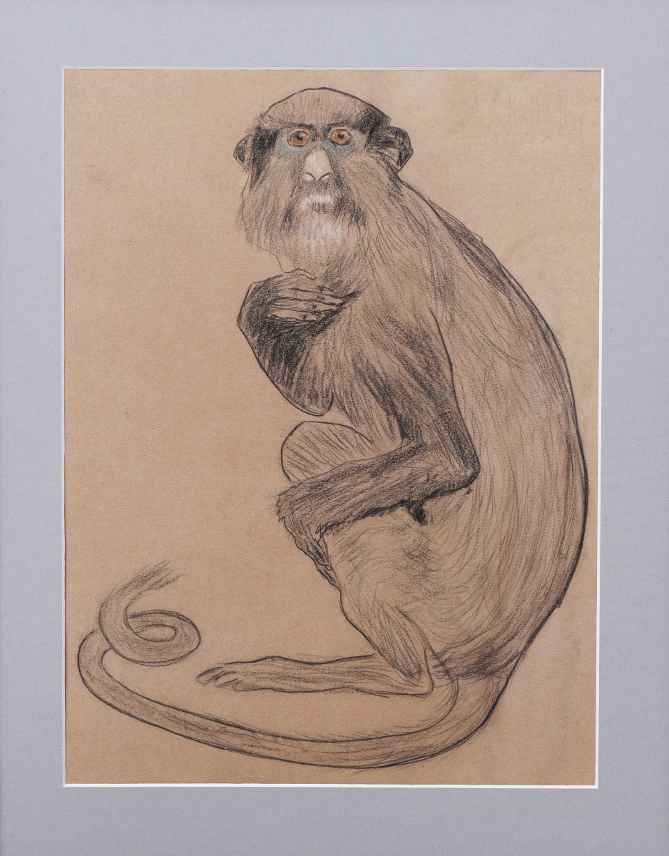 École FRANÇAISE circa 1900 - 1920, Singe bleu (Cercopithecus mitis)-photo-4